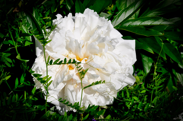 flower at Georgeson Botanical Garden