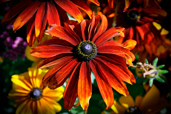flowers at Georgeson Botanical Garden