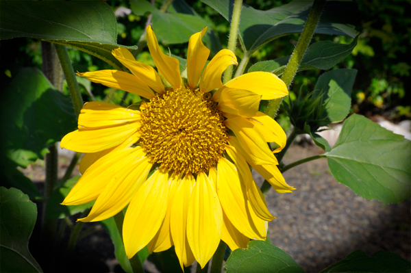 sunflower