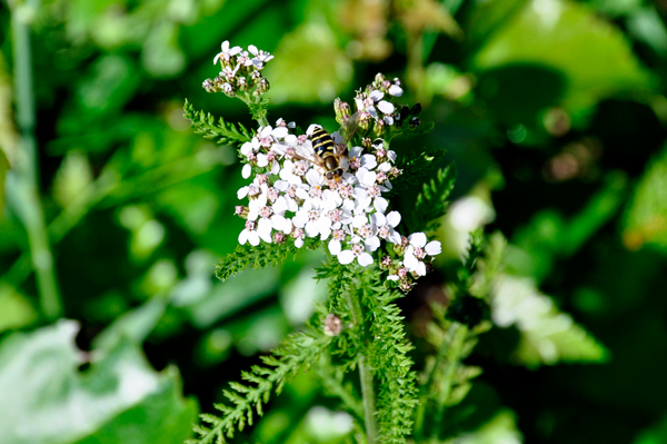 flower and bee