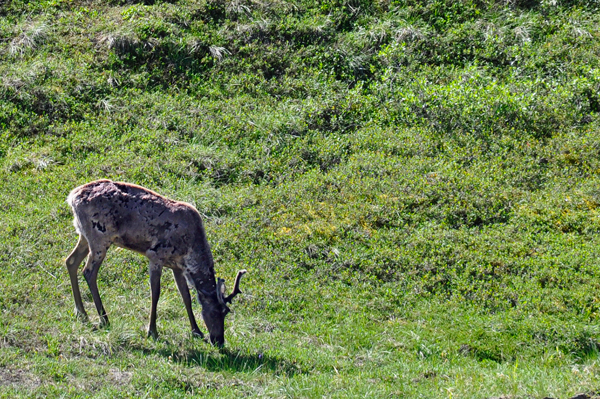 Caribou