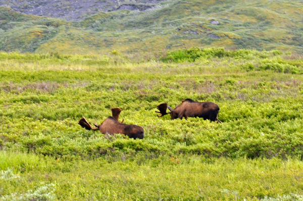 Two big bull moose