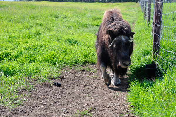  Musk Ox