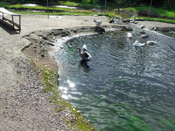 ducks, swans and geese