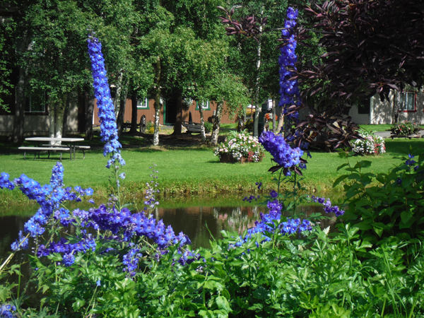flowers and pond at Chena Hot Springs