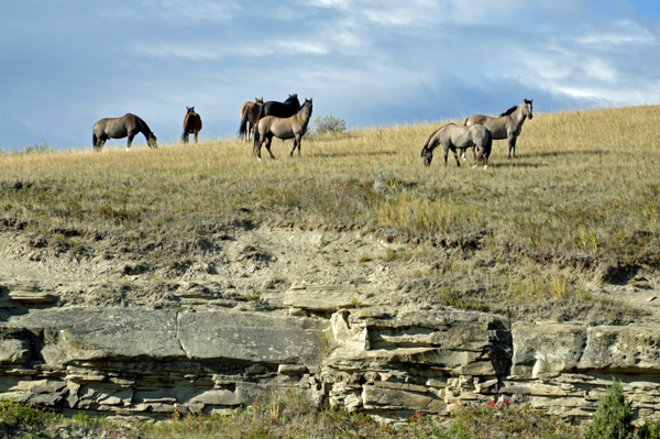 horses on the hill