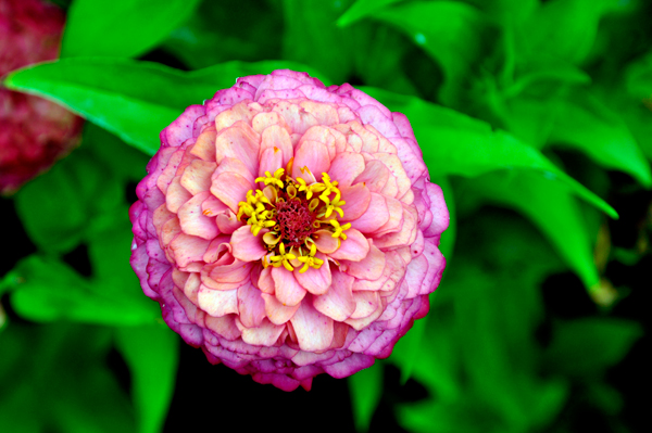Pretty flower at the Michigan Welcome Center