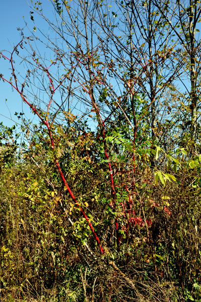 thin, bright red branches on a tree