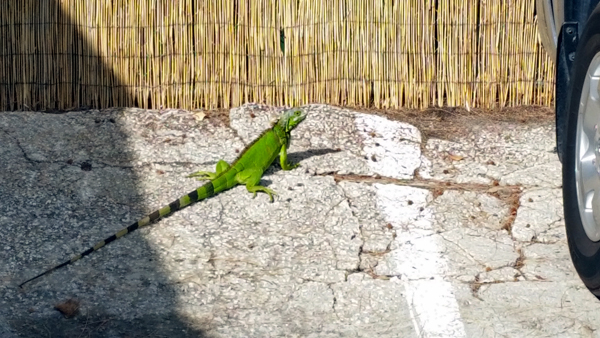 iguana