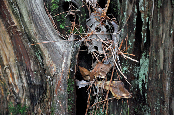 leaves and twigs in a tree trunk