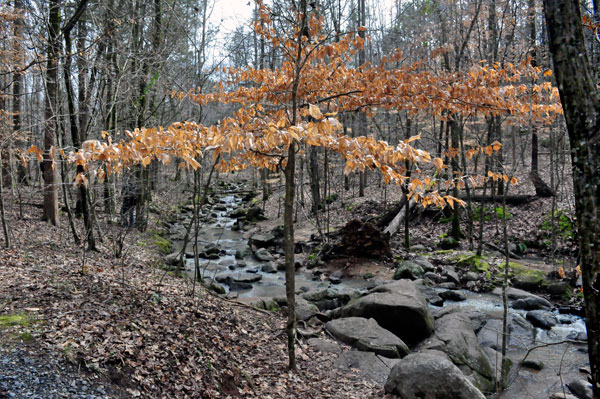 creek along Pine Hollow Trail