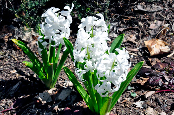 flowers
