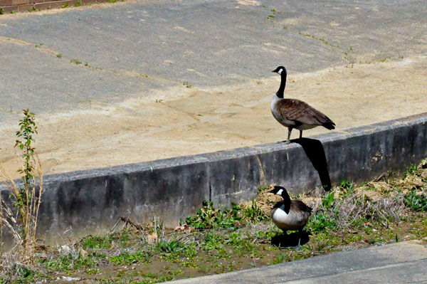 geese