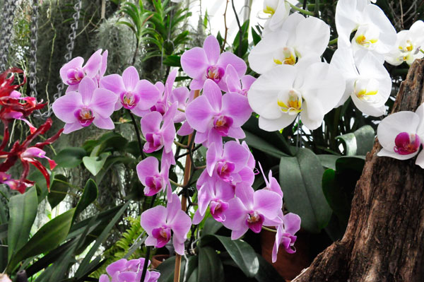 The ORCHIDS section of the Greenhouse