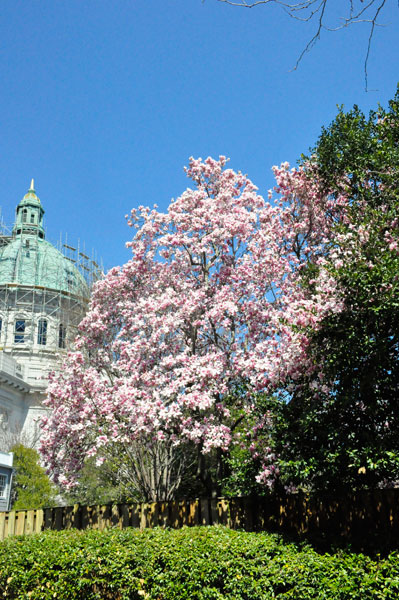 cherry blossoms