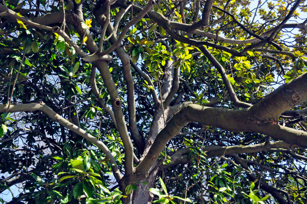 Magnolia tree