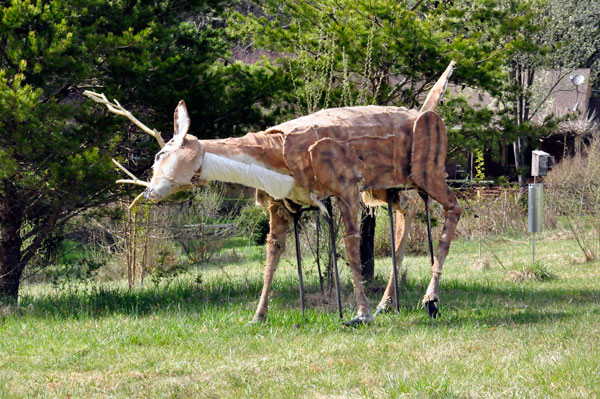 deer