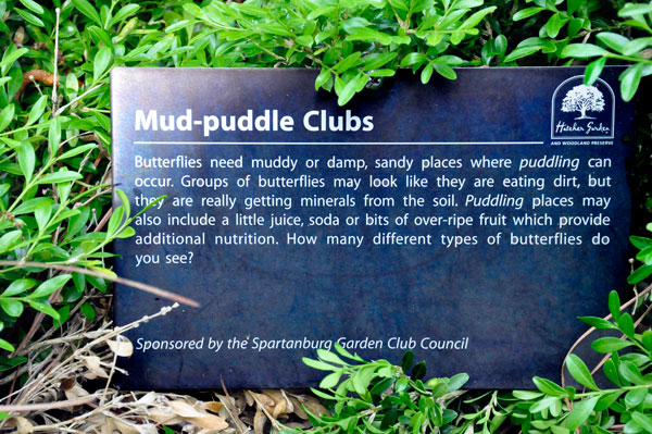 about butterflies