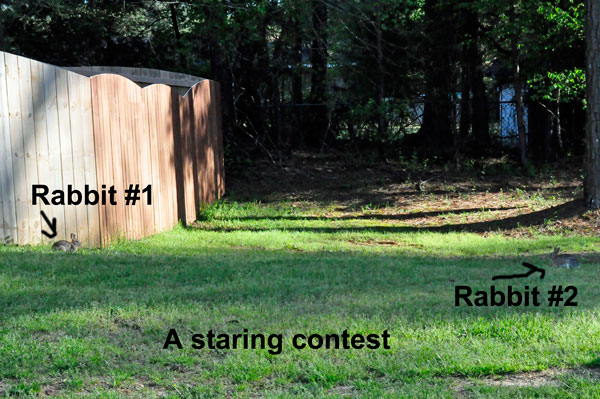 two Rabbits having a staring contest