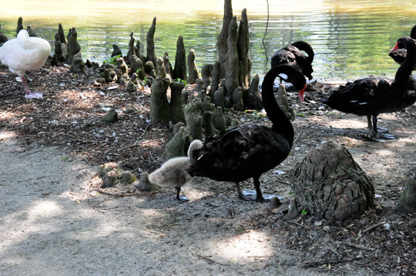 swans