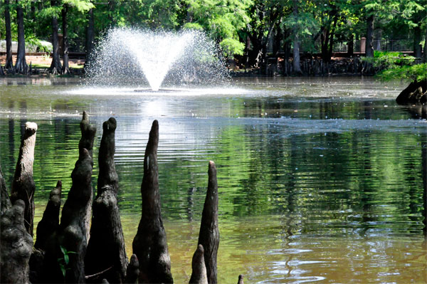 The water fountain and Cypress Knees