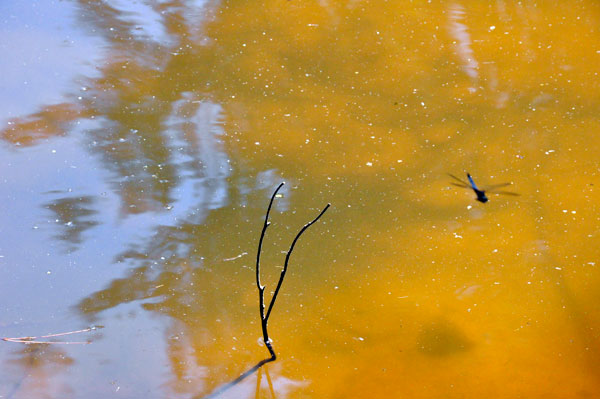 dragonfly