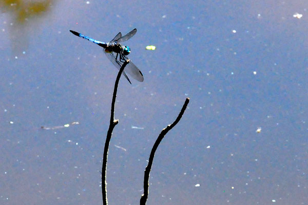 dragonfly