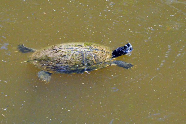turtle