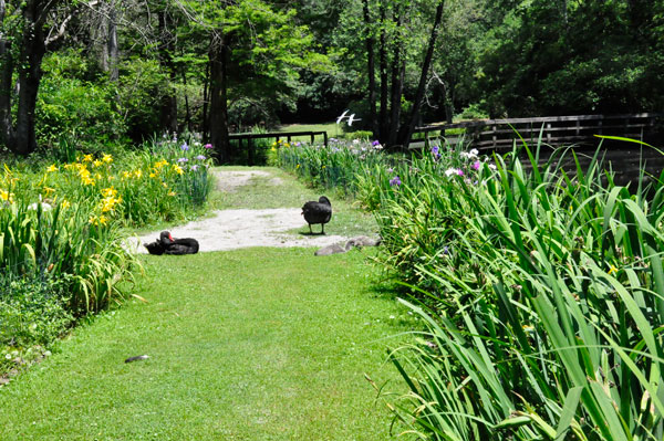 swans and flowers