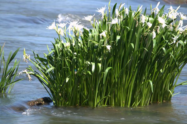 Spider Lilies