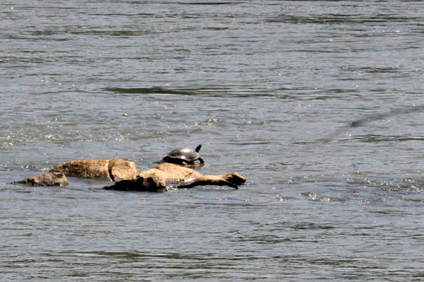 turtle in the Catawba River