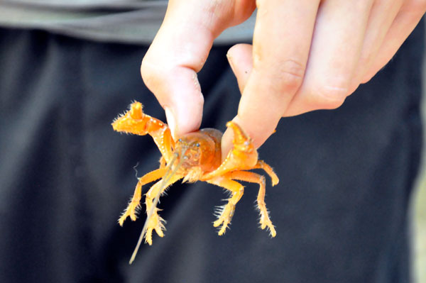 crawdad