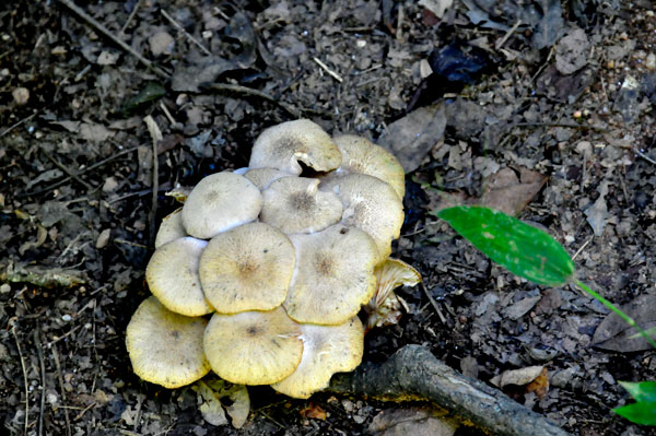 mushrooms