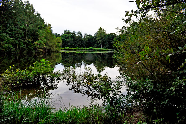 Stumpy Pond and reflections