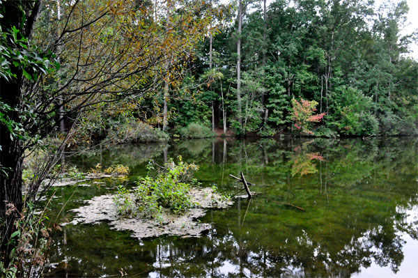 Stumpy Pond and reflections