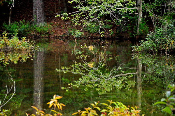 Stumpy Pond and reflections