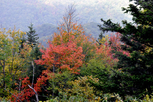 fall colors