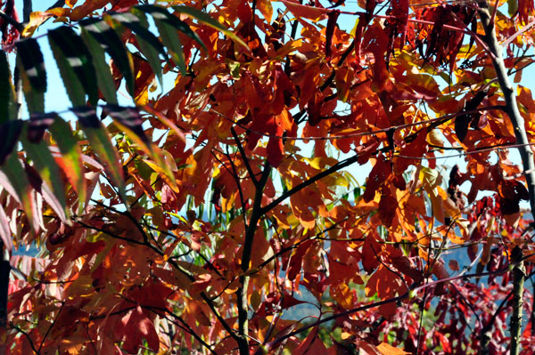 Lunch view - fall colors at Brown Mountain Overlook