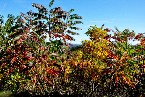Lunch view - fall colors at Brown Mountain Overlook