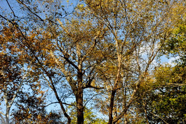 looking up into the sky through the trees