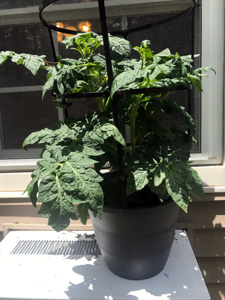 tomato plant