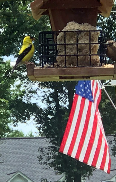 two birds