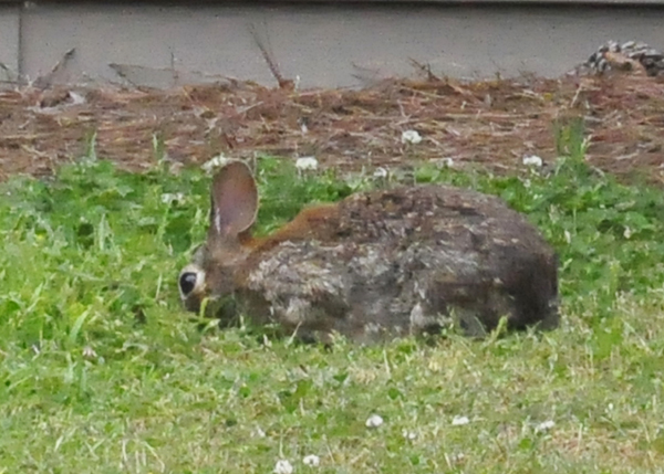 wild rabbit