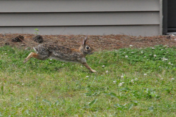 wild rabbit