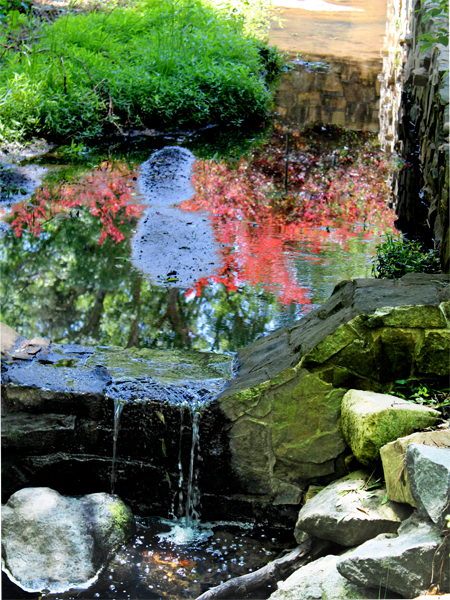 reflections in pond