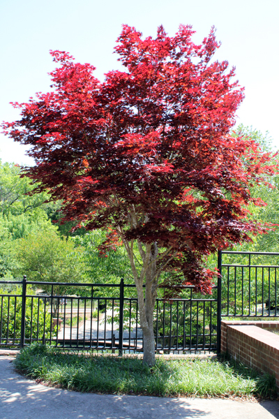 red tree