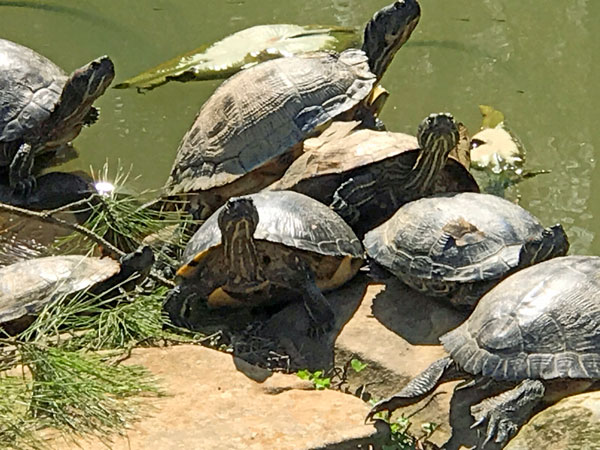 turtles at Glencairn Garden