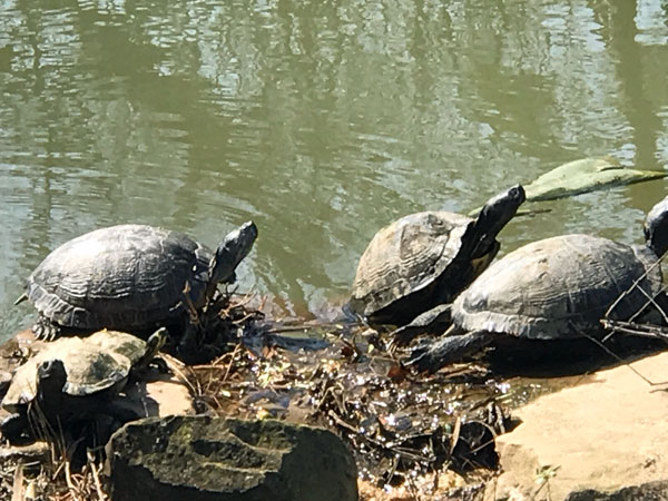 turtles at Glencairn Garden