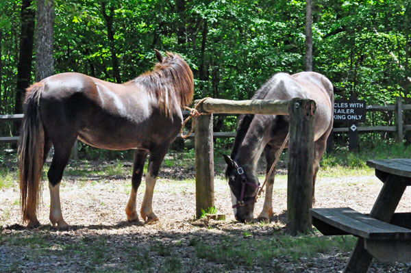 horses