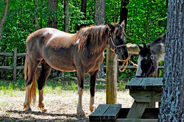 horses